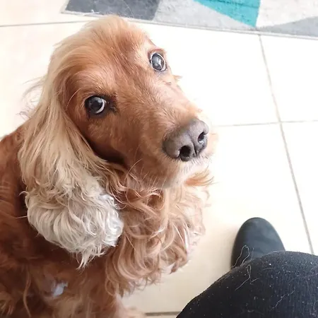 Agreable D'hote A 50m De La Pansiyon Cannes