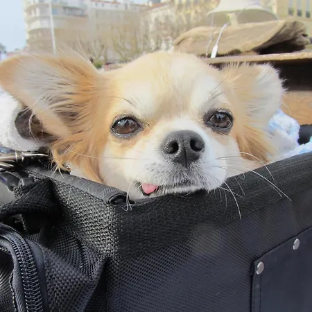 Agreable D'hote A 50m De La * Cannes